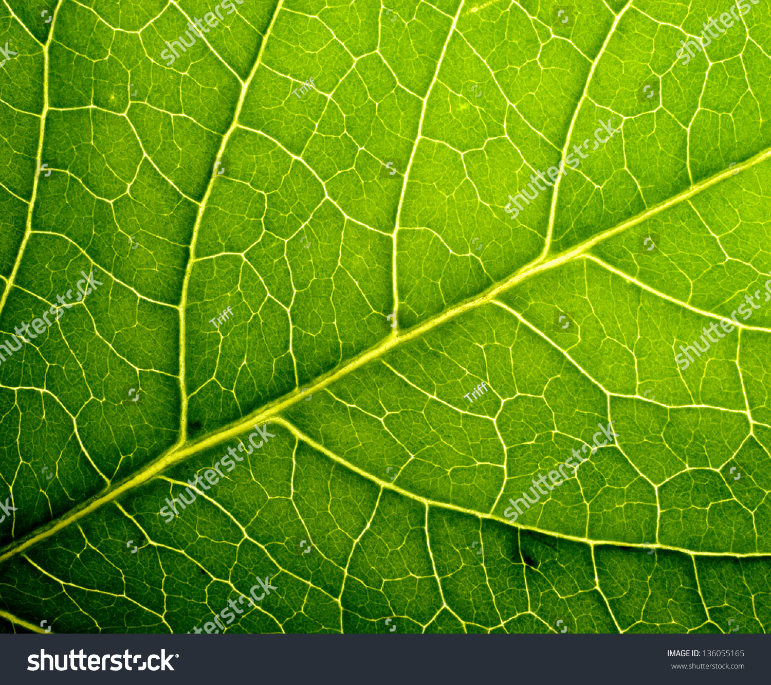 Leaf Texture Stock Photo 136055165 - Shutterstock