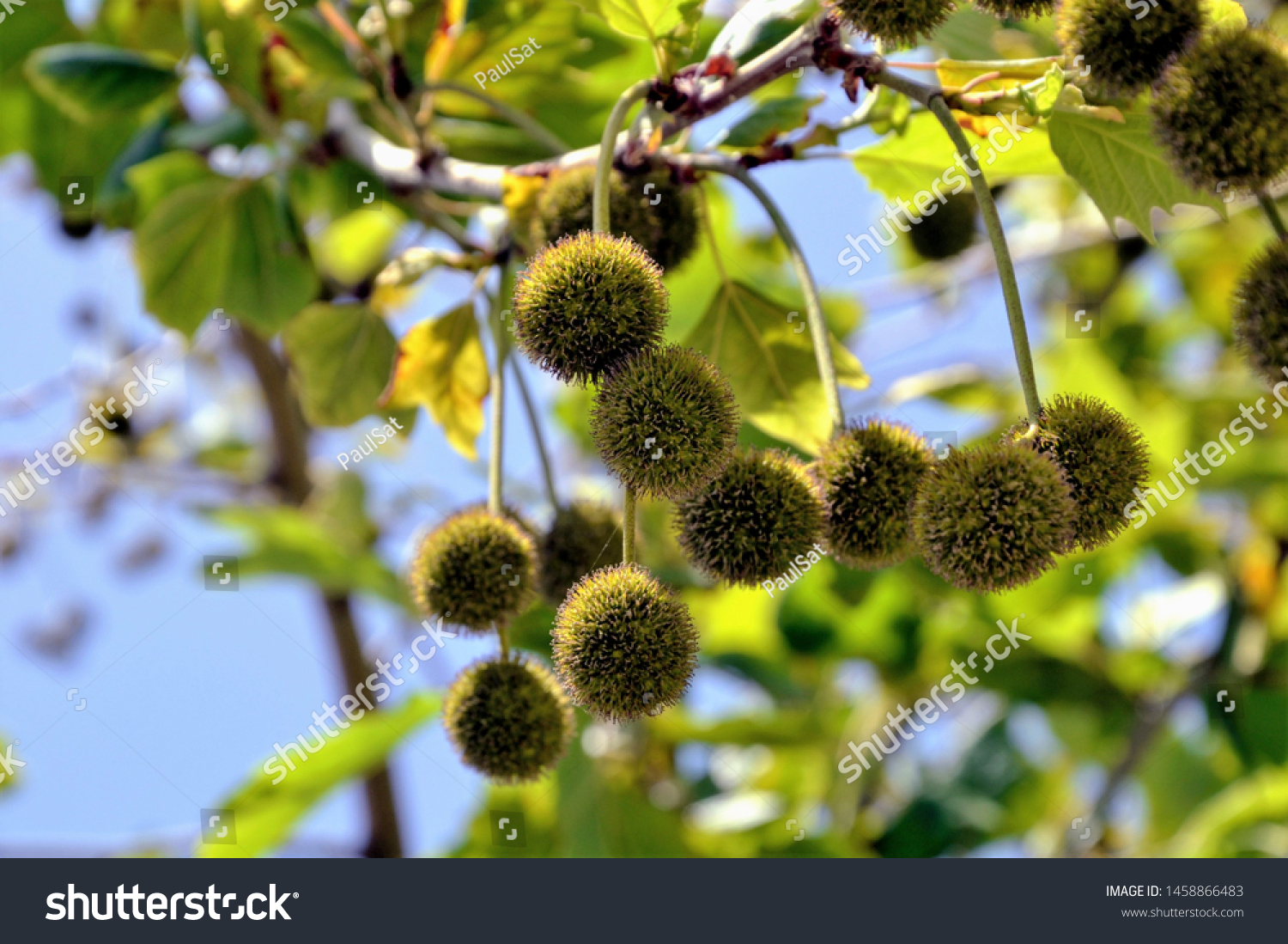 Sycamore tree leaves and fruit
