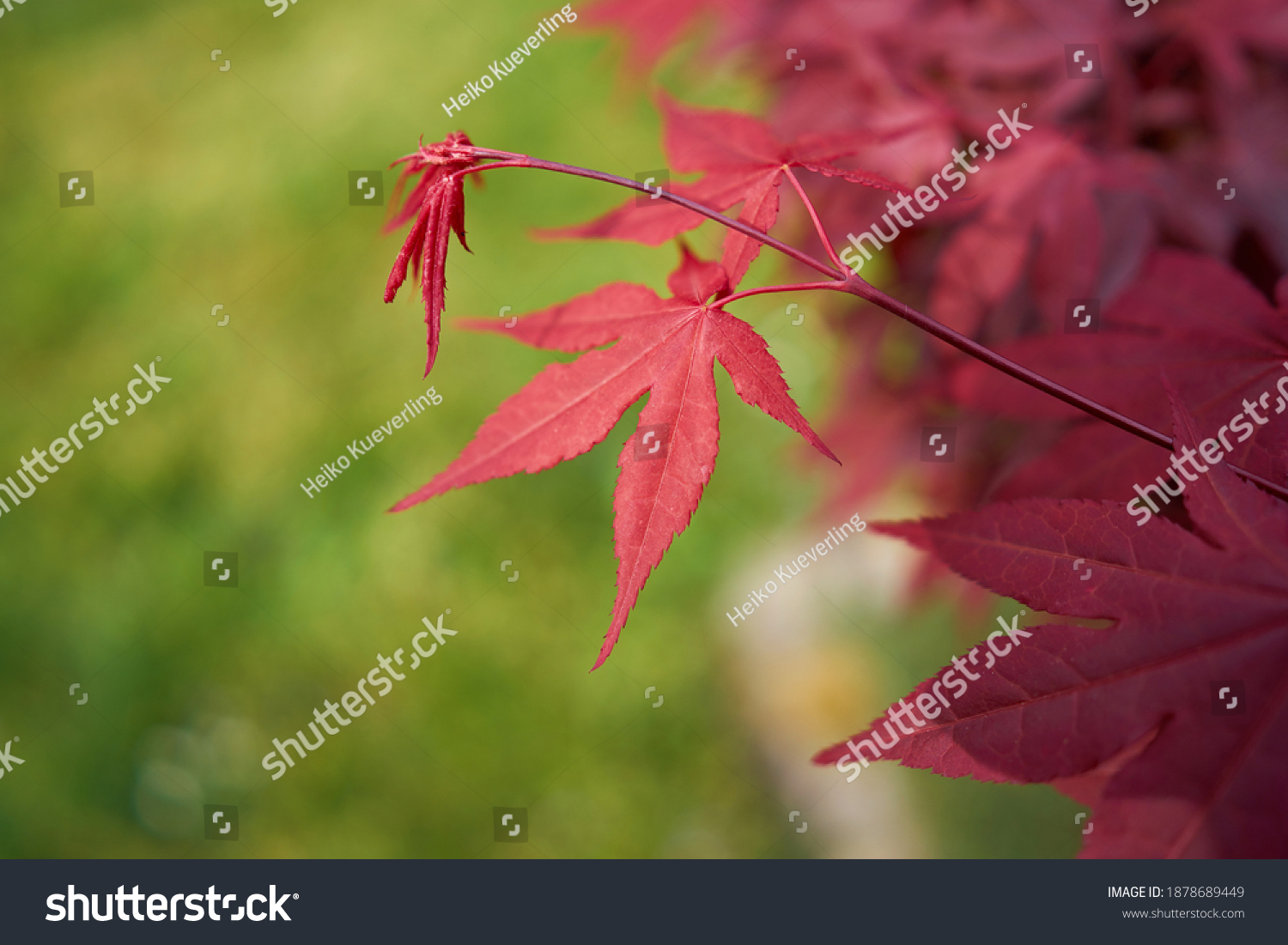 Leaves Japanese Maple Acer Palmatum Corallinum Stock Photo 1878689449