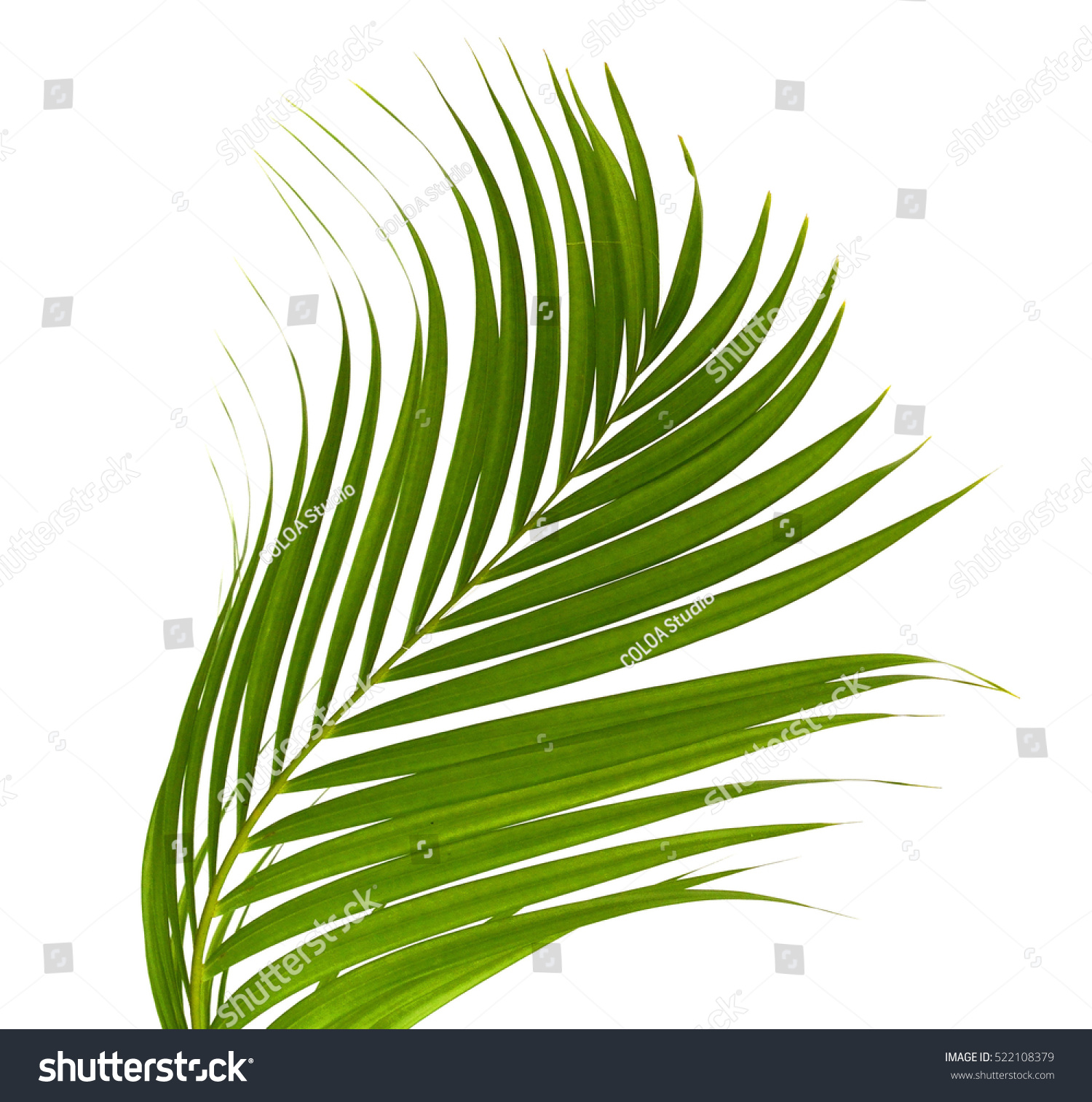 Leaves Coconut Tree Isolated On White Stock Photo 522108379 - Shutterstock