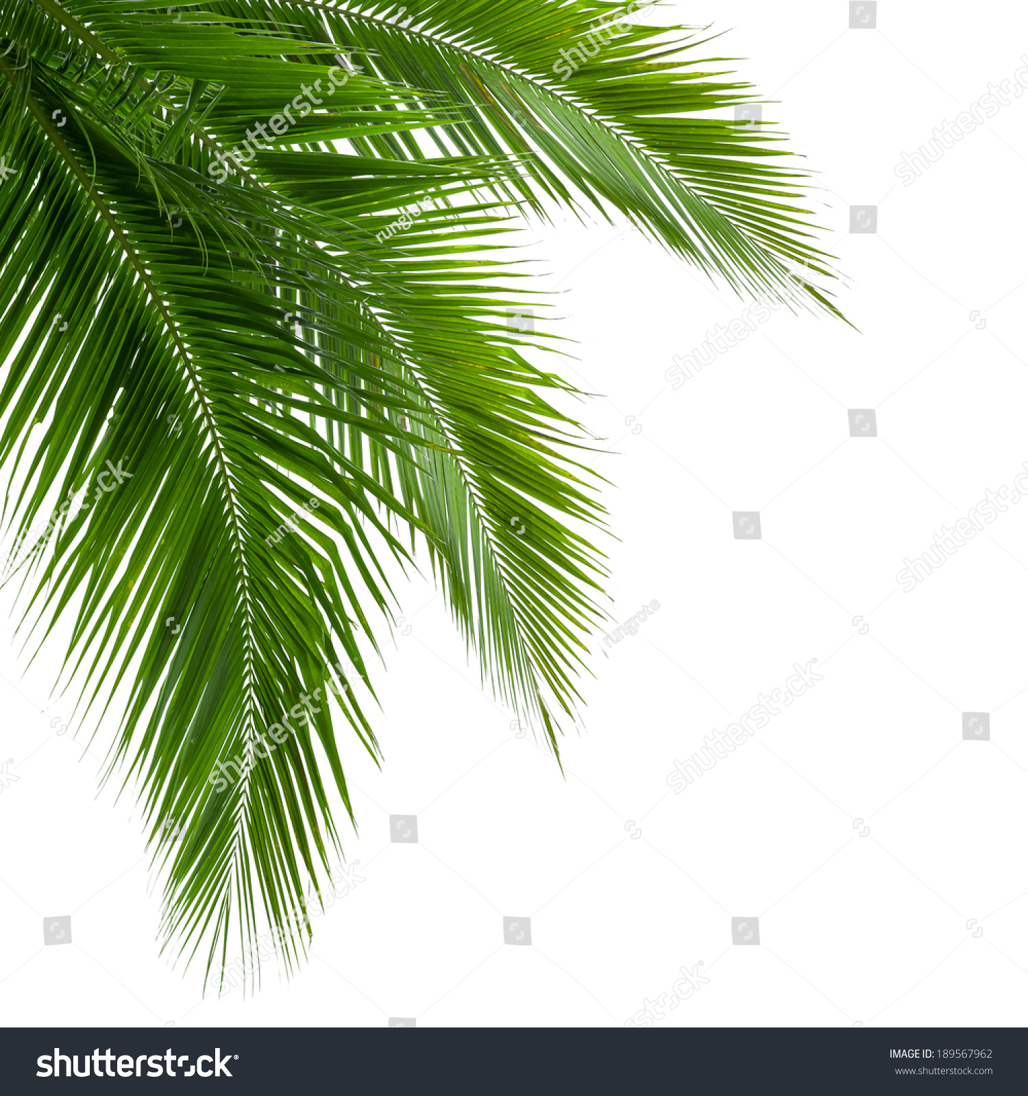 Leaves Coconut Tree Isolated On White Stock Photo (Edit Now) 189567962