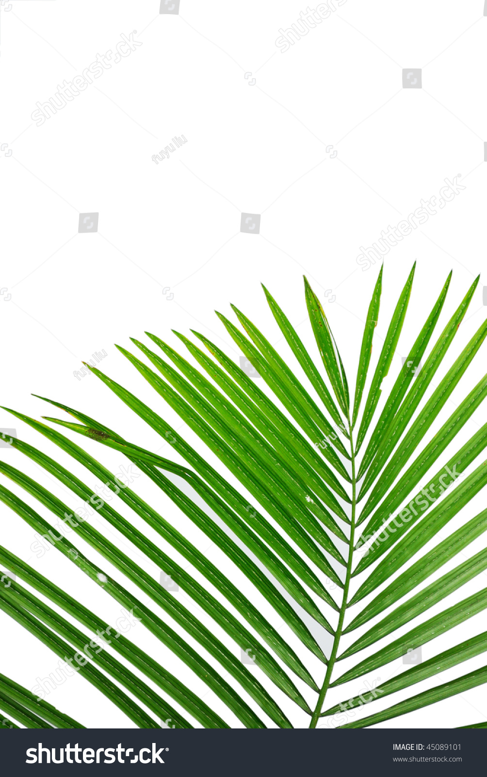 Leaves Palm Tree Isolated On White Stock Photo 45089101 | Shutterstock