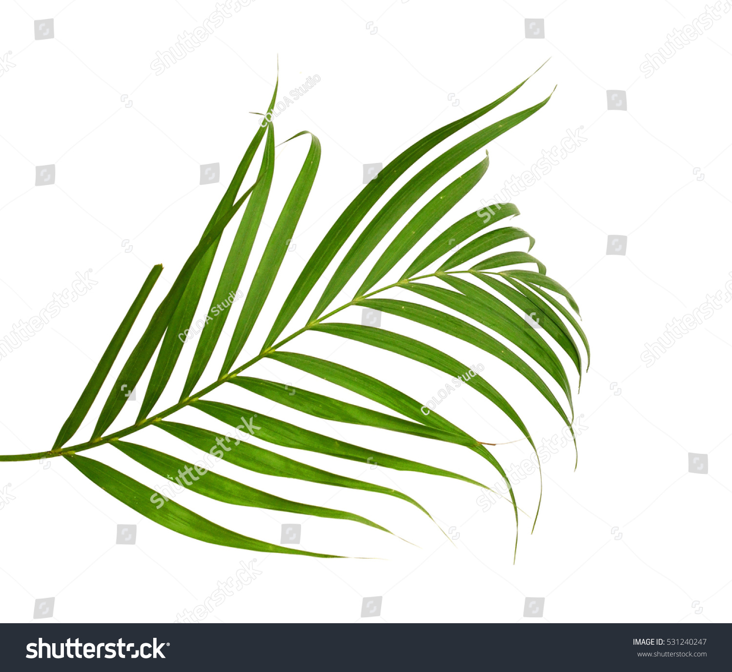 Leaves Palm Tree On White Background Stock Photo 531240247 - Shutterstock