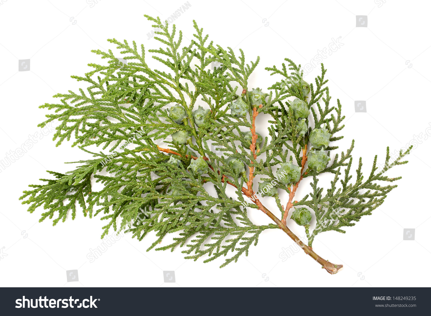 leaves pine tree oriental arborvitae scientific imagen de leaves pine tree oriental arborvitae scientific imagen de