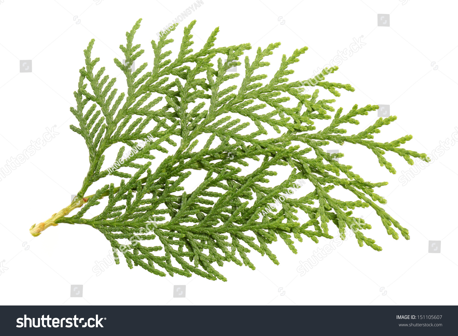 Leaves Of Pine Tree Or Oriental Arborvitae , Scientific Name:Thuja ...