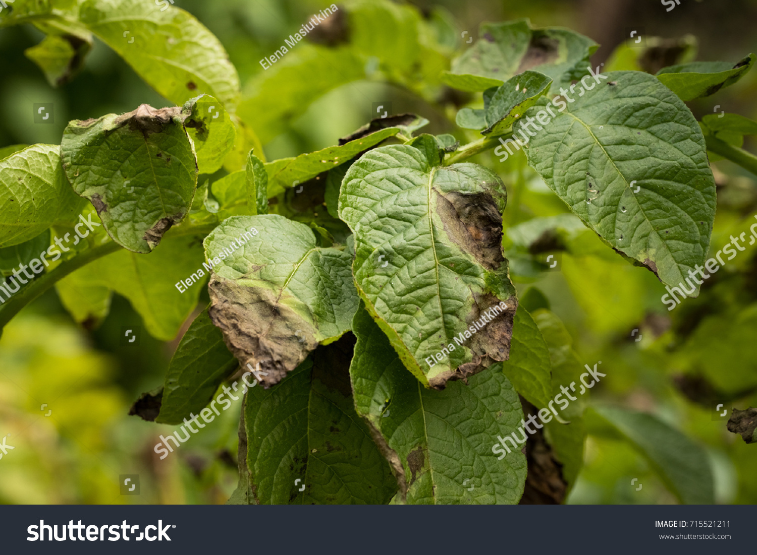 334 Late blight potatoes Images, Stock Photos & Vectors | Shutterstock