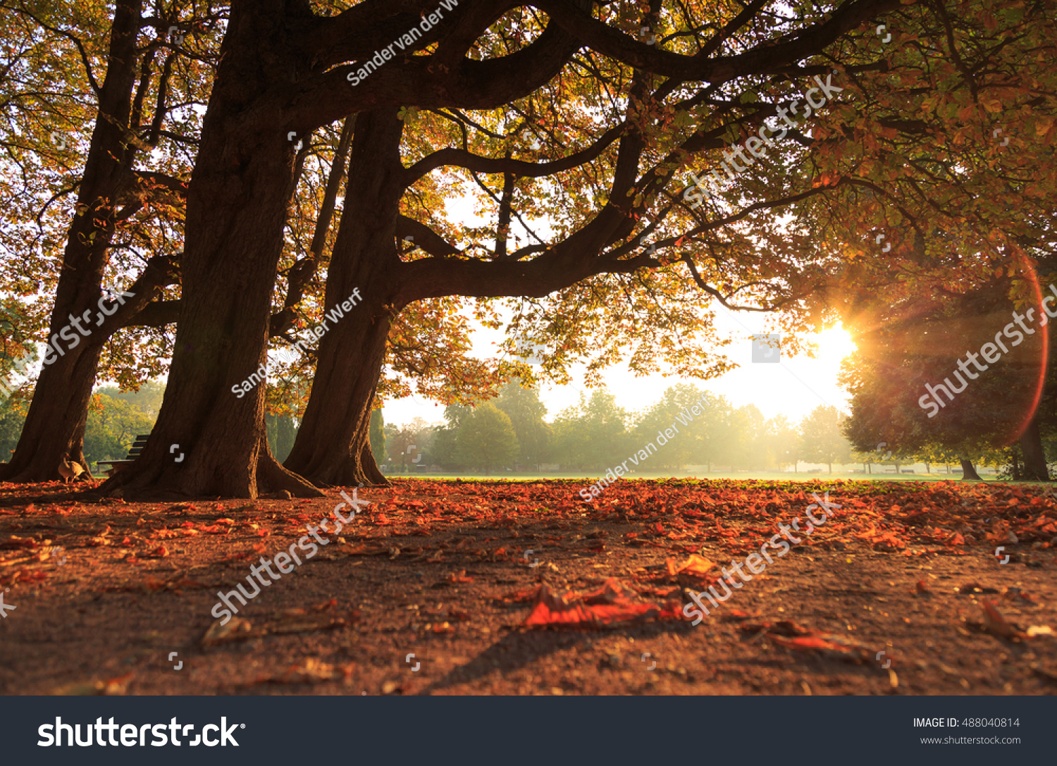 Leaves, trees and sun on a nice autumn morning in parc de la Tete d'Or in Lyon, France.