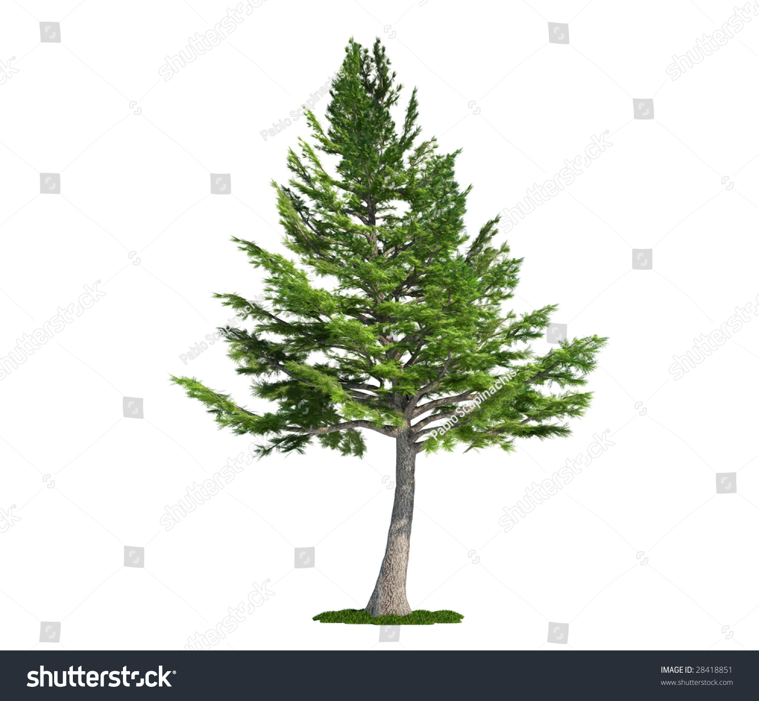 Lebanon Cedar Latin Cedrus Libani Tree Stock Illustration 28418851