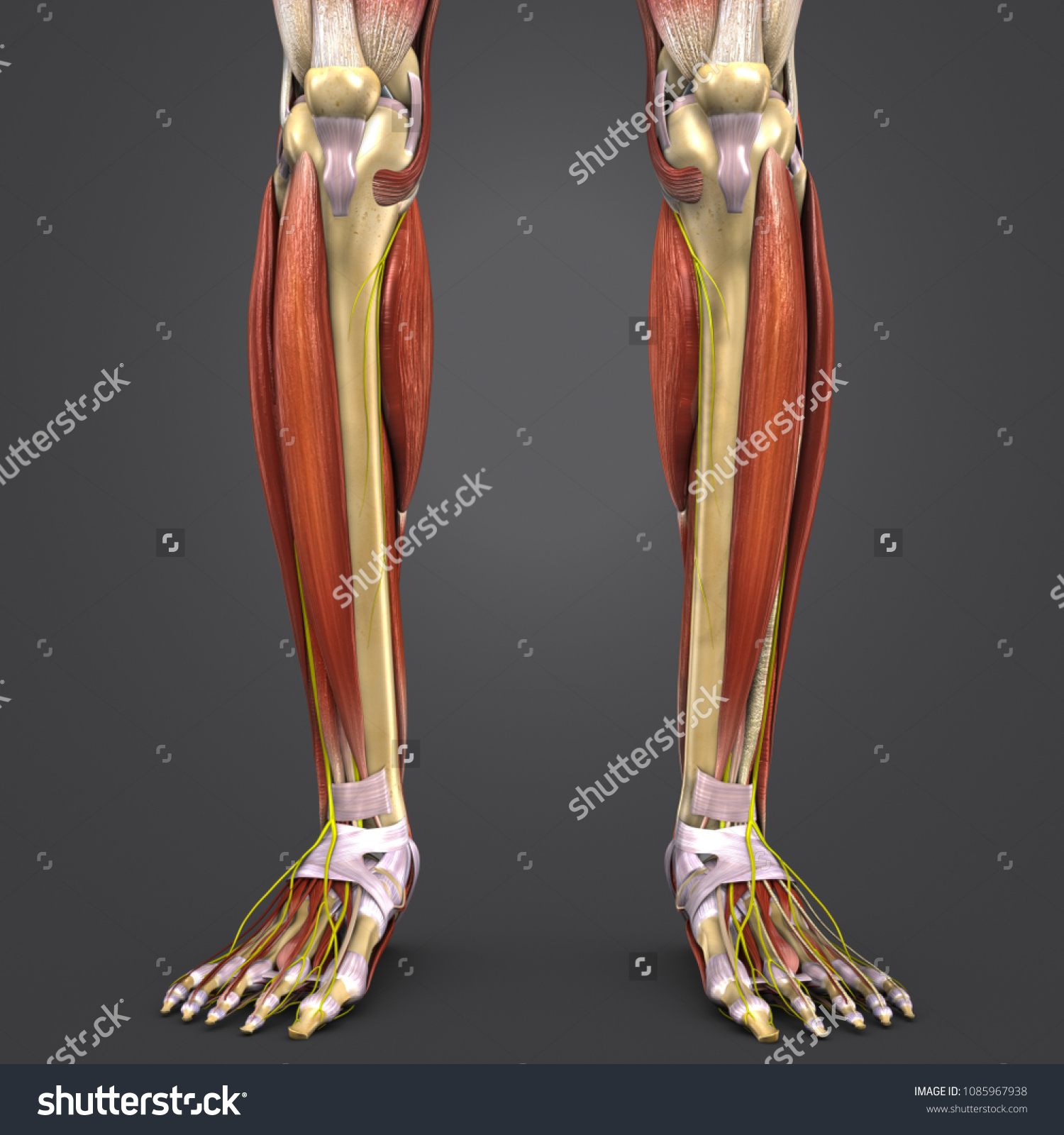 Leg Muscle Anatomy Skeleton Nerves Anterior Stock Illustration 1085967938