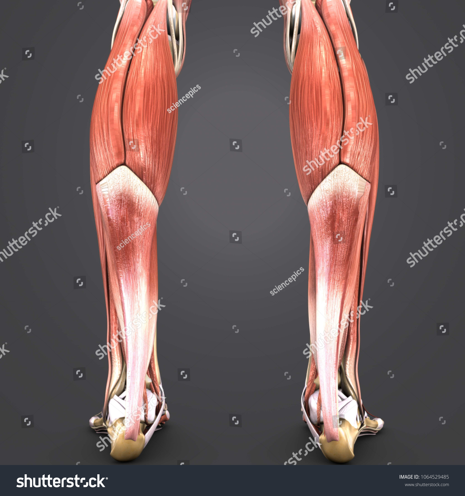 Leg Muscle Anatomy Skeleton Posterior View Stock Illustration ...