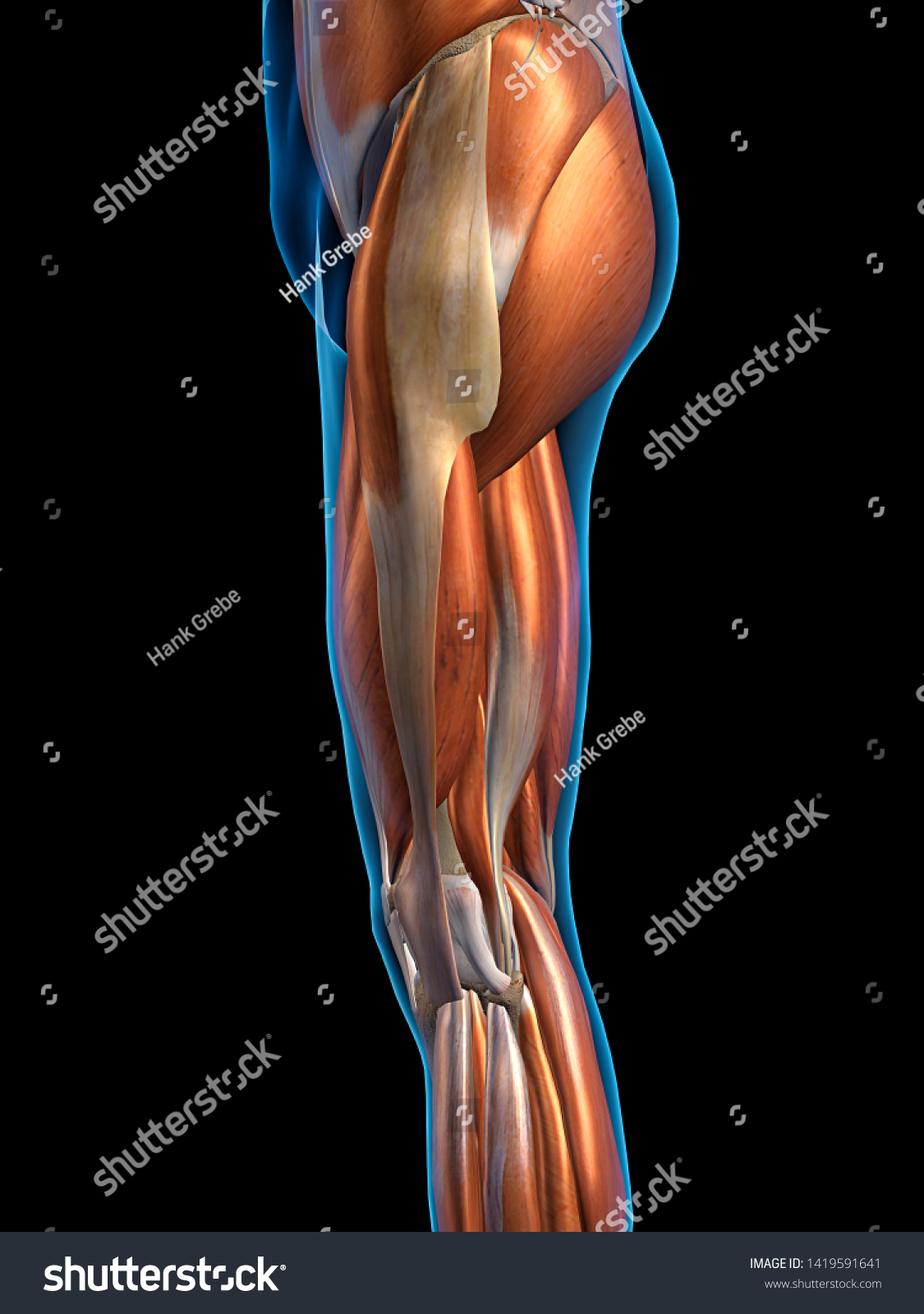Leg Muscles Side View D Rendering Stok Ll Strasyon