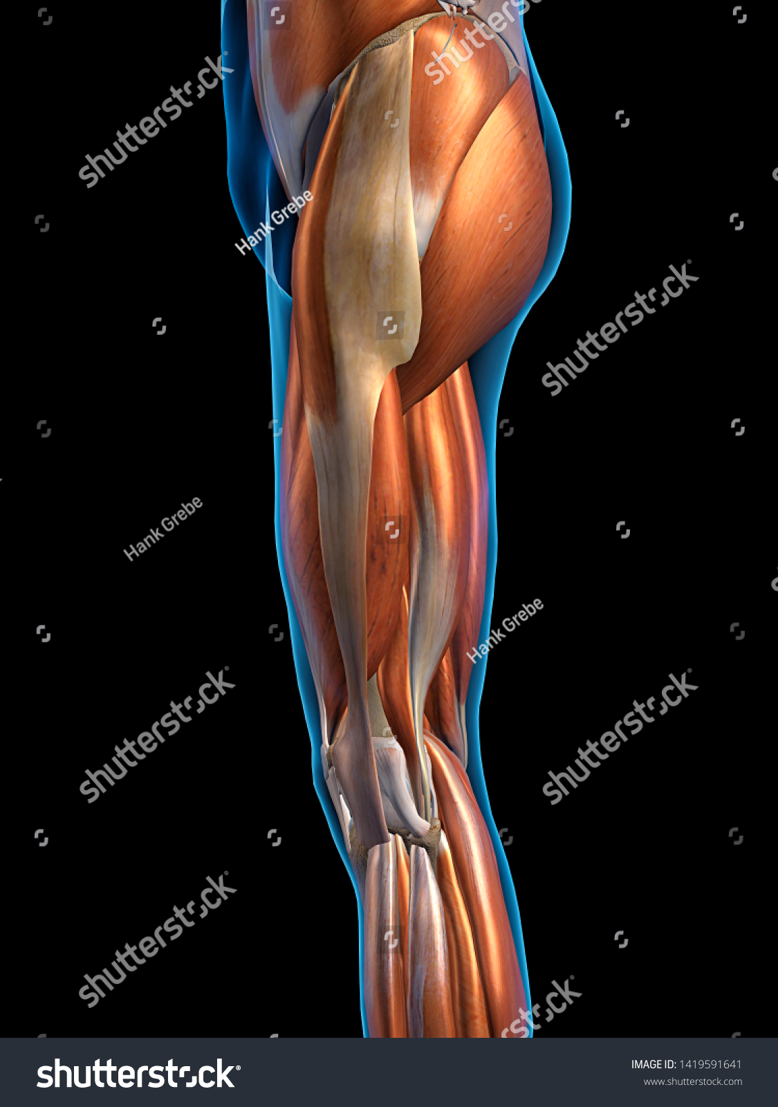 Leg Muscles Side View 3d Rendering Stock Illustration 1419591641