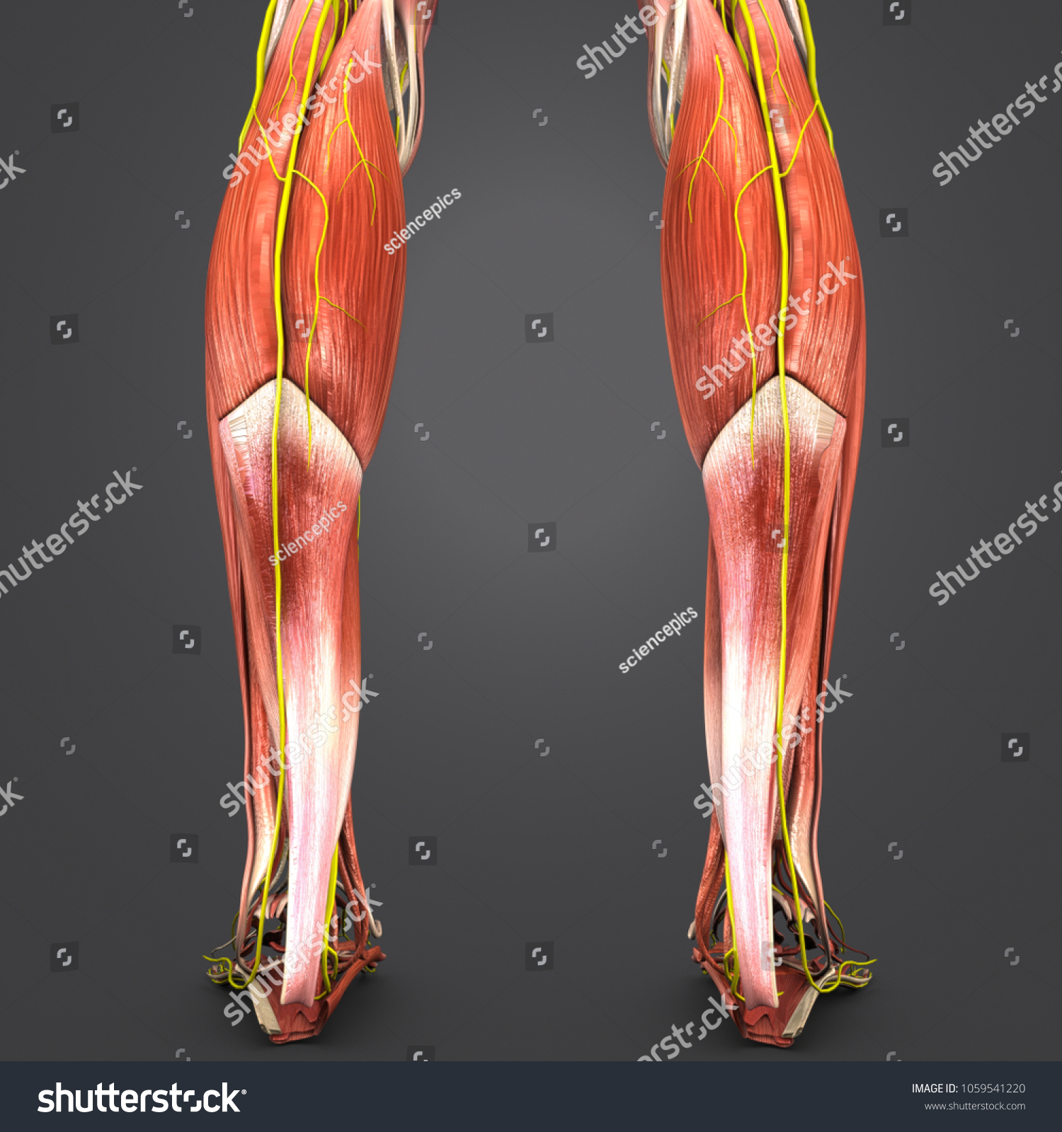 Legs Muscle Anatomy Nerves Posterior View Ilustrações Stock 1059541220 Shutterstock 3508