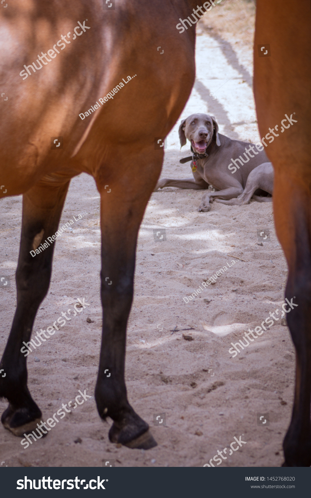 weimaraner in heat