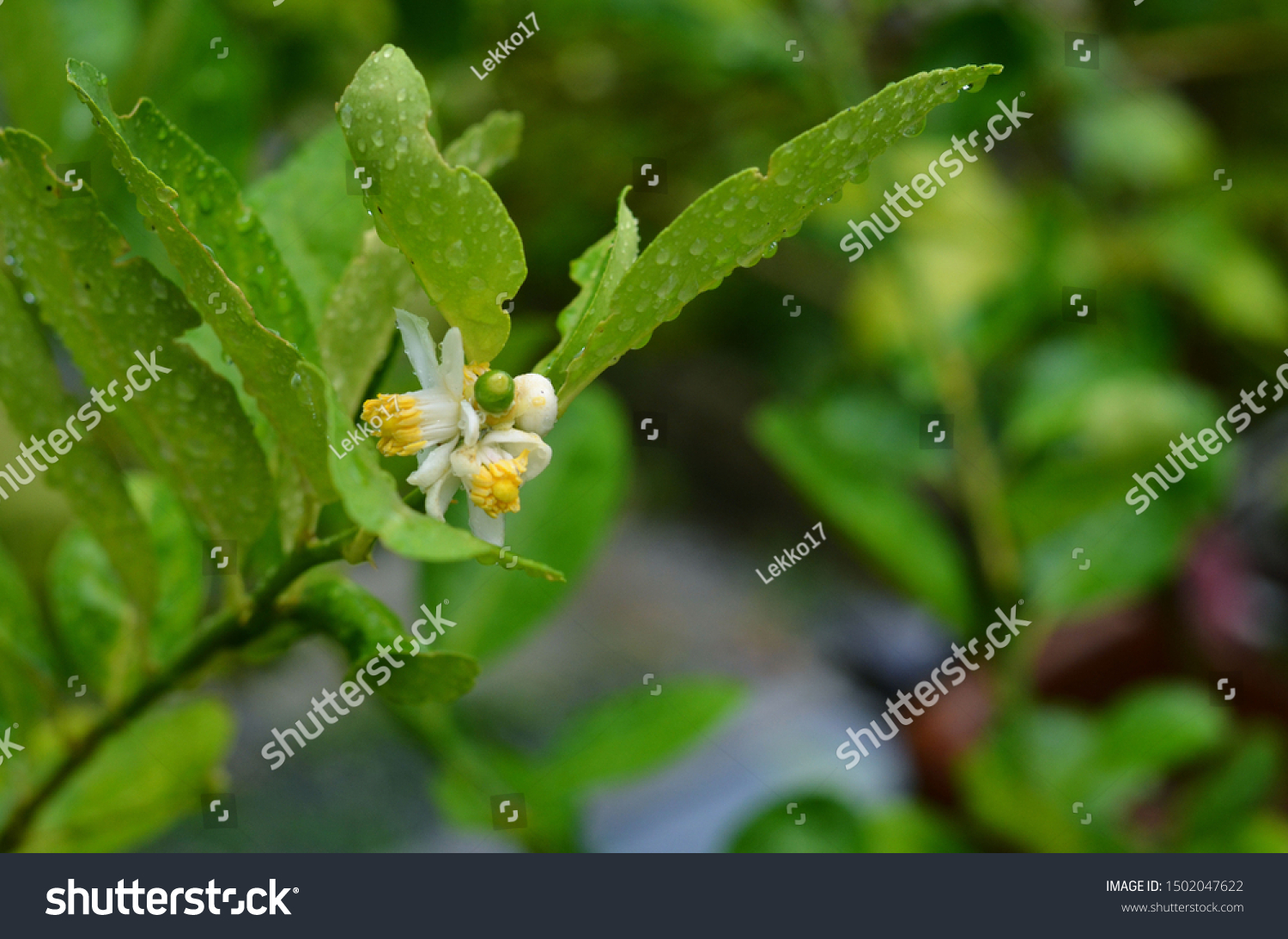 Lemon Lemon Caviar Small White Flowers Stock Photo Edit Now 1502047622