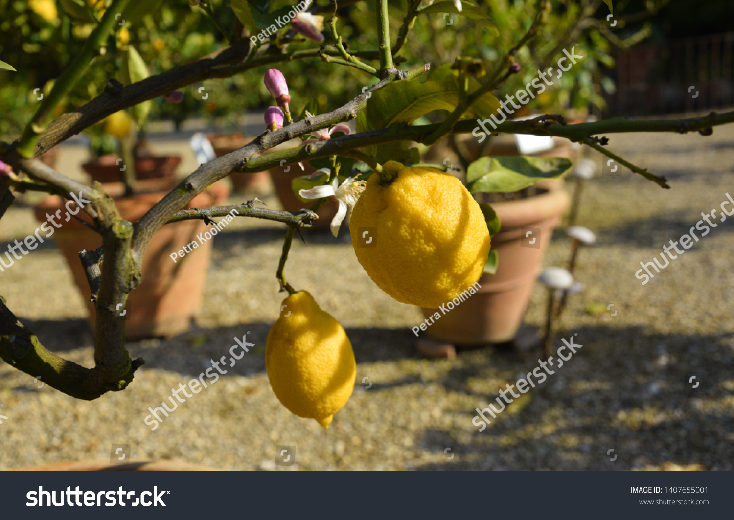 Lemon Tree Bearing Fruit Sun Pots Stock Photo Edit Now 1407655001