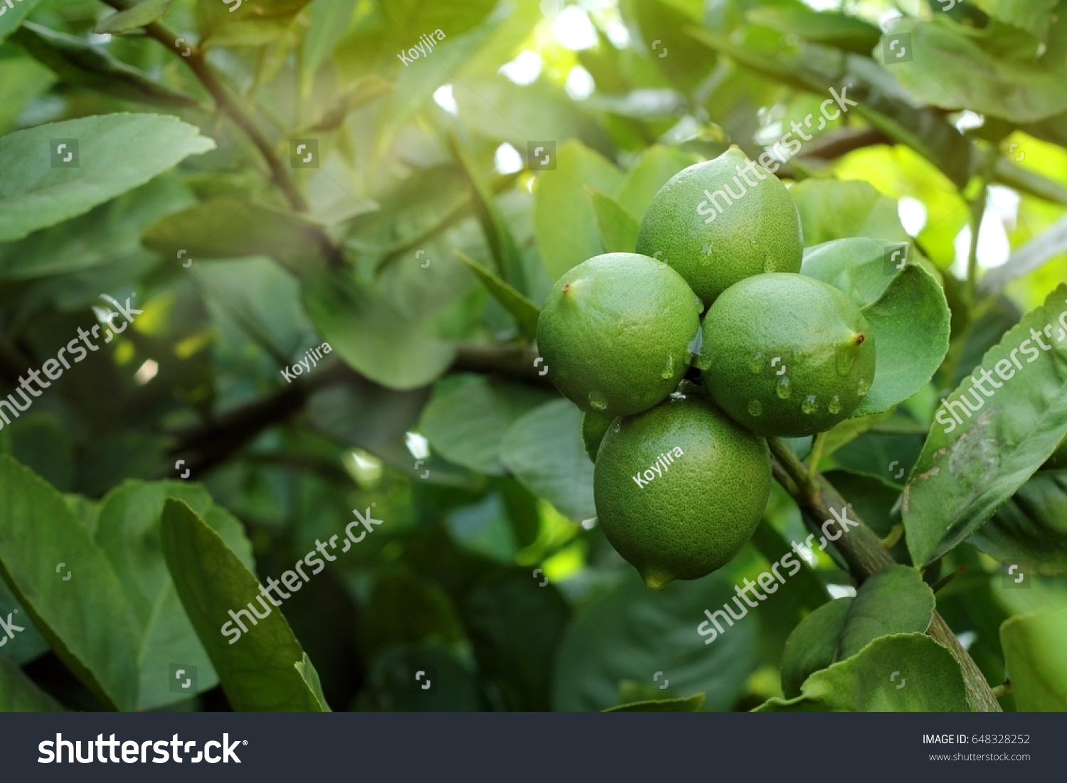 Lemon Tree Fruit Original Asia Green Stock Photo Edit Now