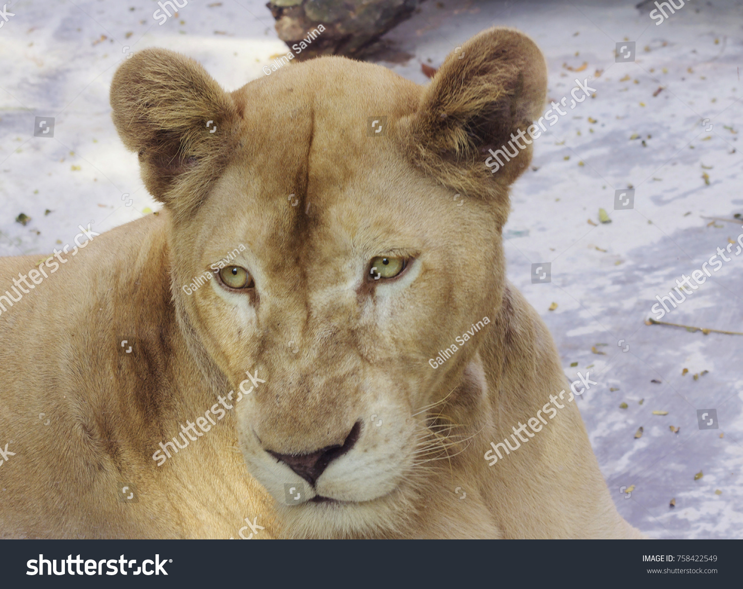 excelleren Snelkoppelingen erwt Leo Lioness Leo Kind Predatory Mammals Stock Photo (Edit Now) 758422549