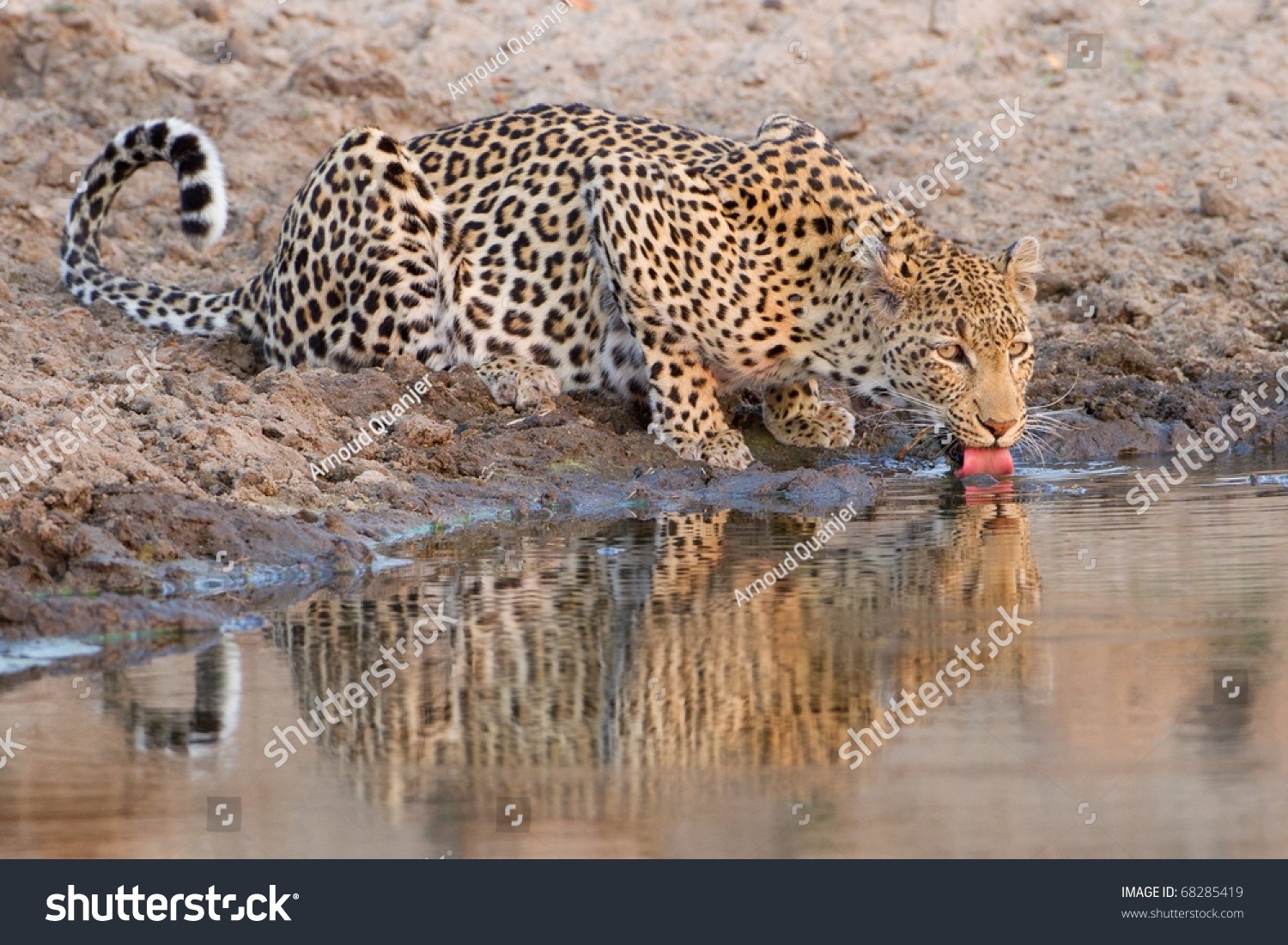 Leopard Drinking At Waterhole Stock Photo 68285419 : Shutterstock