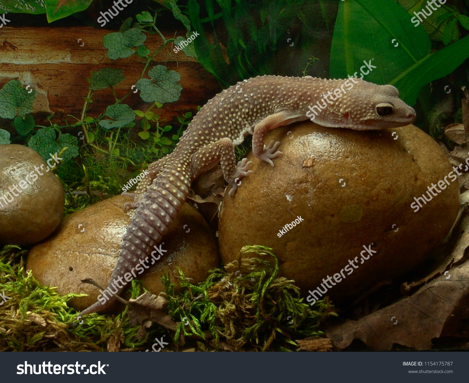 Suchen Sie Nach Leopard Gecko Eublepharis Macularius Leucistic Terrarium Stockbildern In Hd Und Millionen Weiteren Lizenzfreien Stockfotos Illustrationen Und Vektorgrafiken In Der Shutterstock Kollektion Jeden Tag Werden Tausende Neue