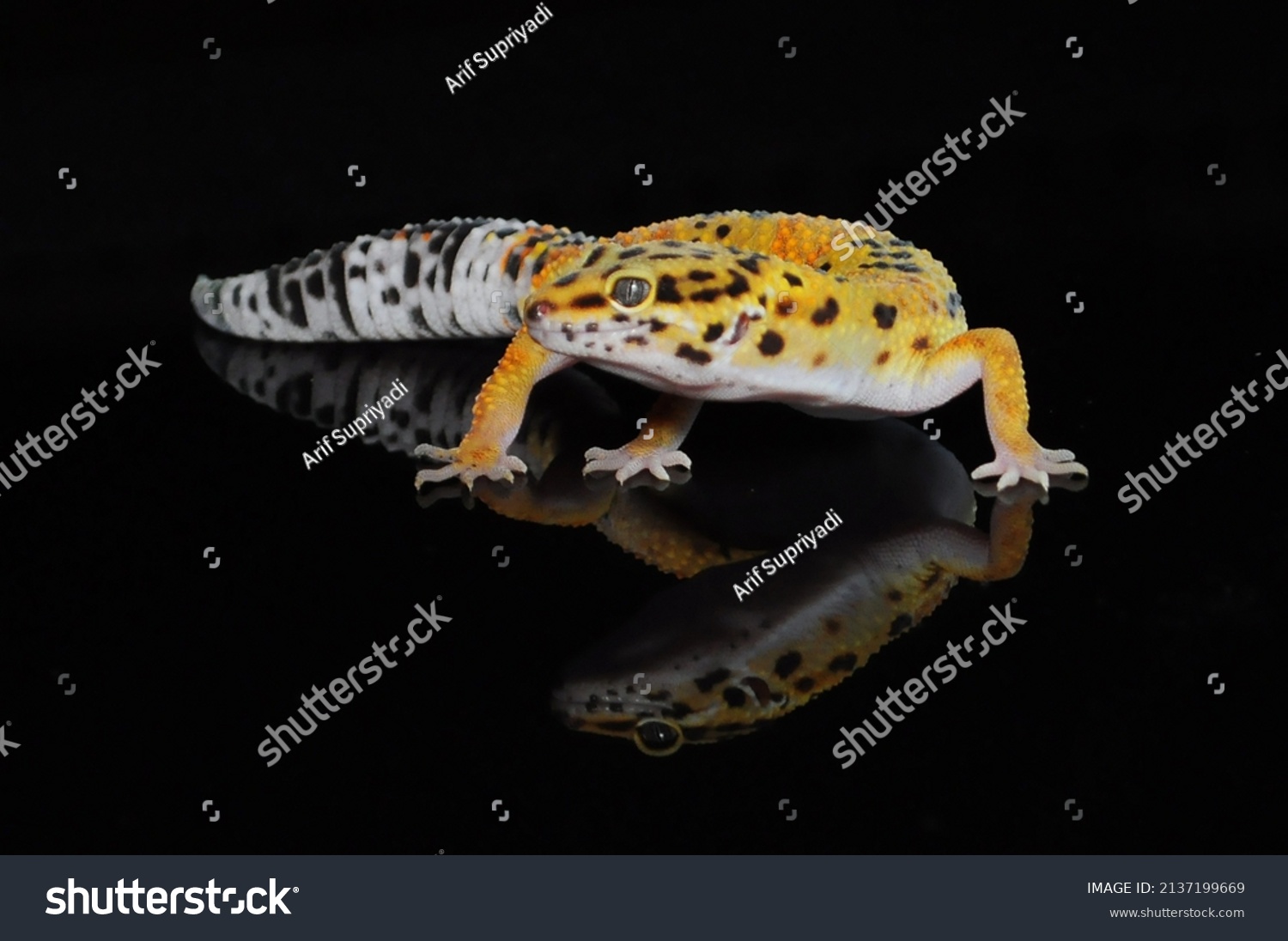 Leopard Gecko Black Background Stock Photo 2137199669 | Shutterstock