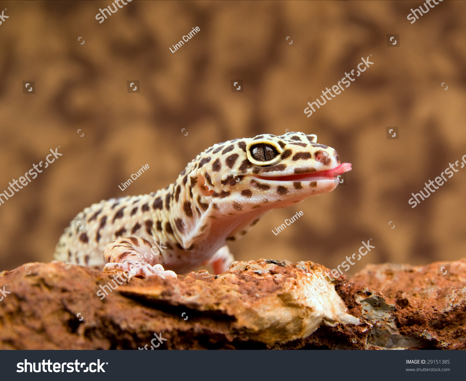 Leopard Gecko Tongue Out On Rock Stock Photo 29151385 - Shutterstock