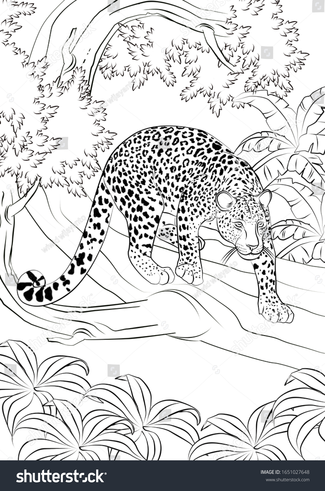 Leopard Realistic Animal Coloring Pages Stock Illustration ...