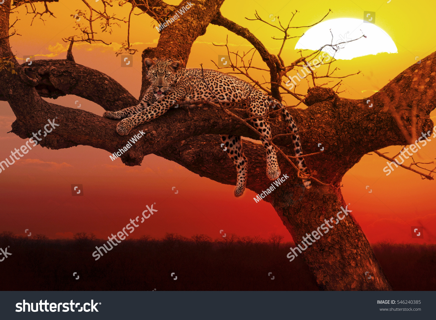 9,977 Sunset kruger Images, Stock Photos & Vectors | Shutterstock