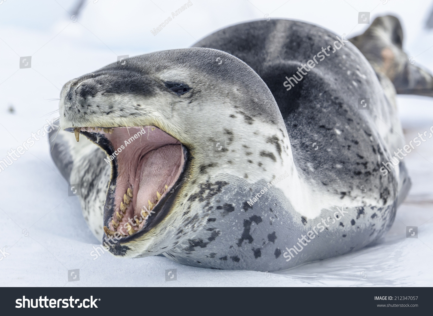 南極半島のヒョウアザラシ ヒドルガ レプトニクス の写真素材 今すぐ編集