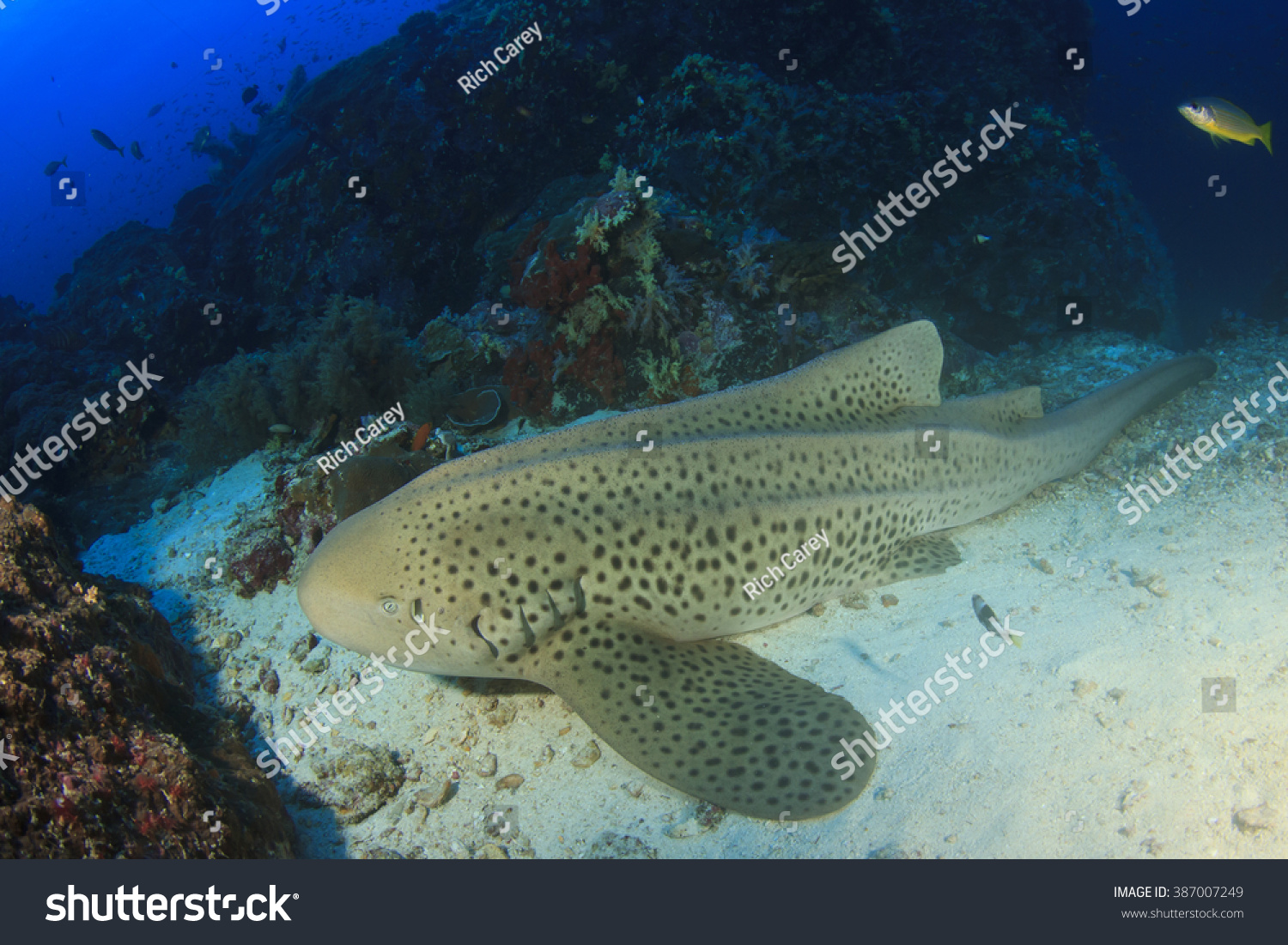 Leopard Shark Known Zebra Shark Stock Photo 387007249 | Shutterstock