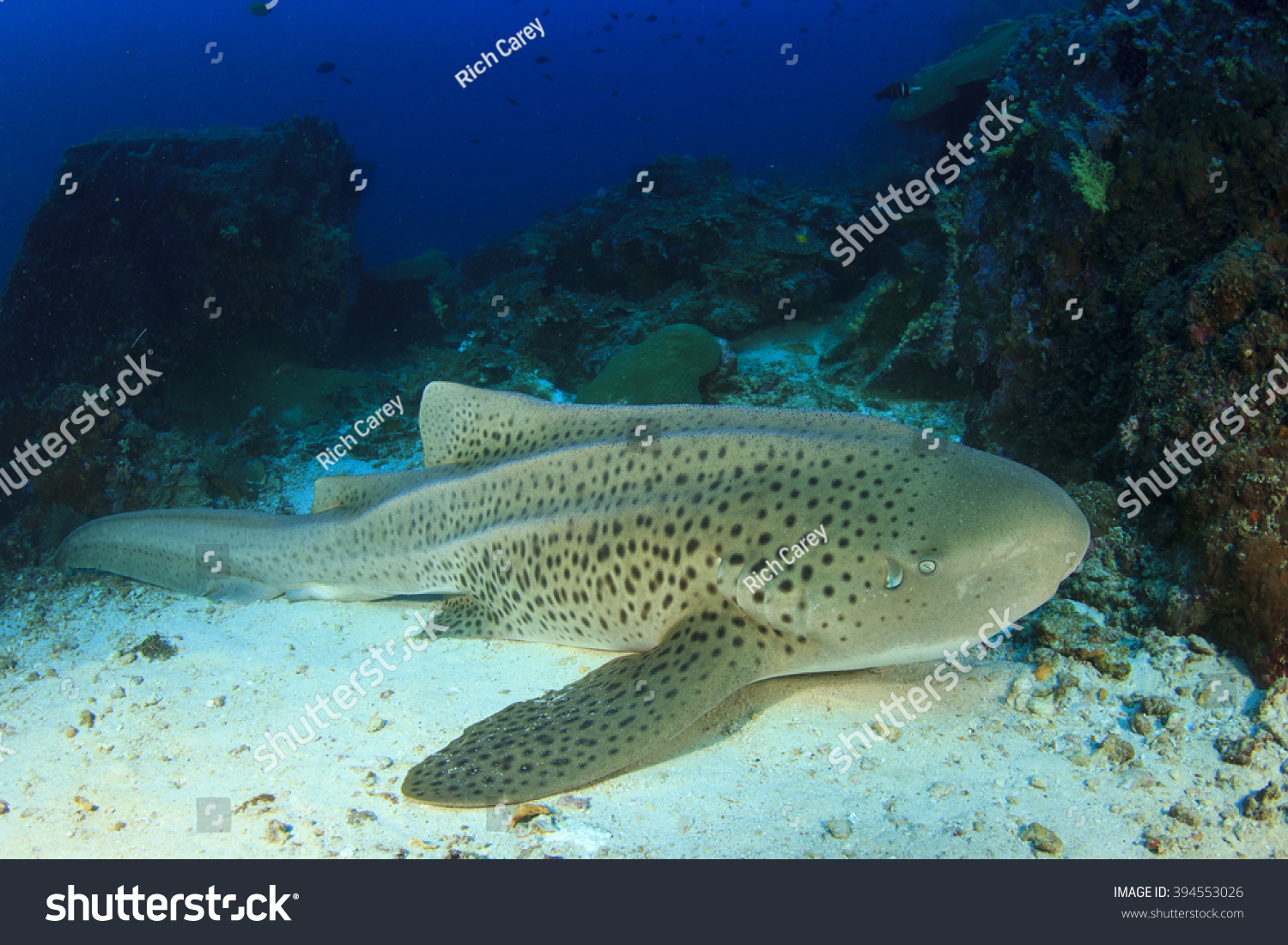 Leopard Shark Zebra Shark Stock Photo 394553026 | Shutterstock