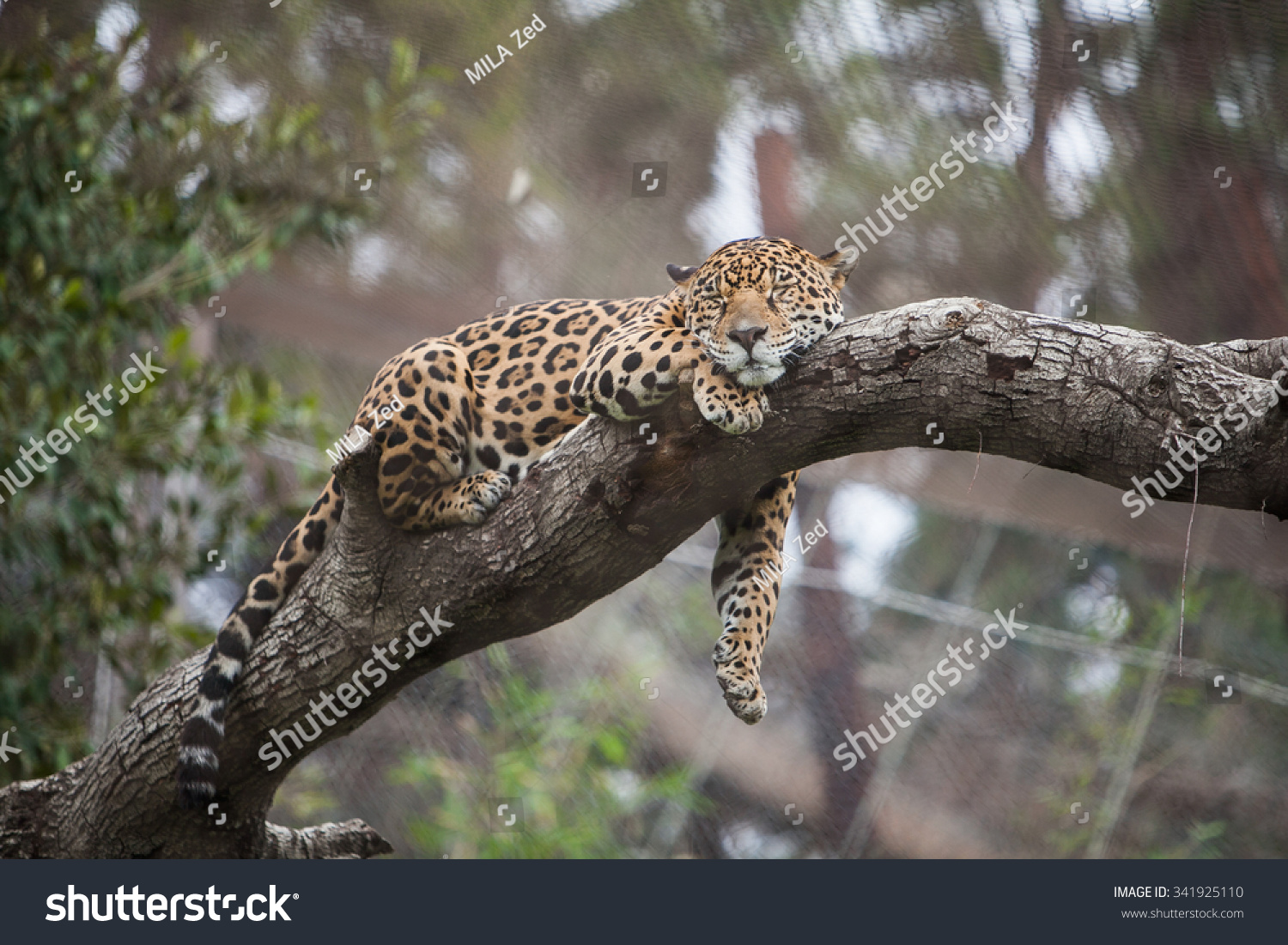 Leopard Sleeping On Tree Zoo Guepard Stock Photo Edit Now