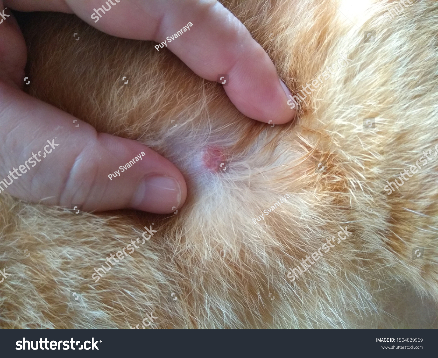 Lesion Fungal Infection Cat Stock Photo Edit Now 1504829969