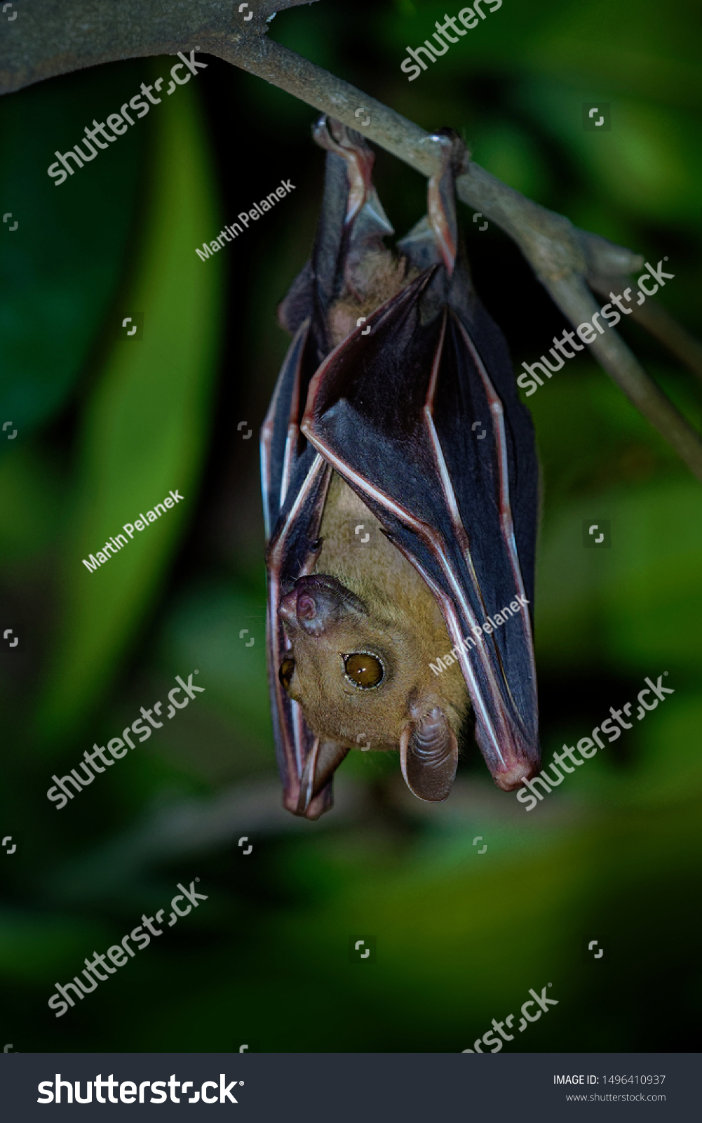 Lesser Shortnosed Fruit Bat Cynopterus Brachyotis Stock Photo 