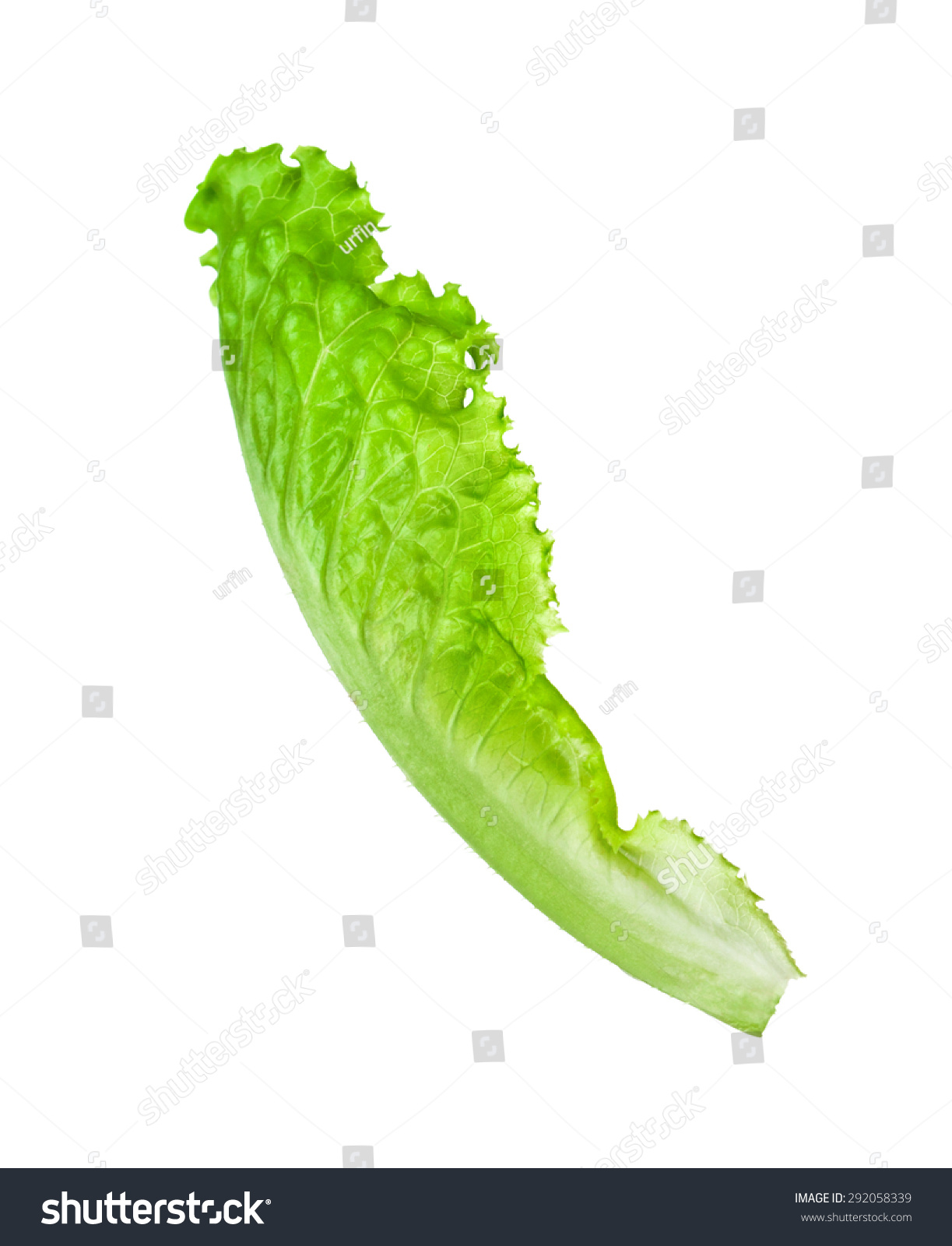 Lettuce Leaves Isolated On White Background. Stock Photo 292058339