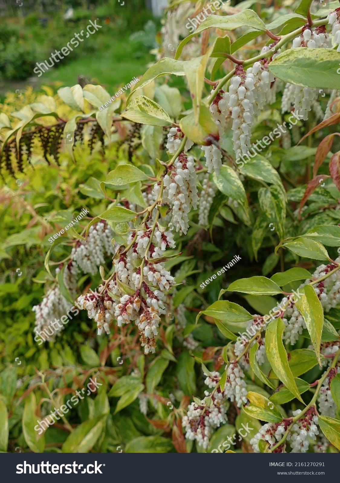 Leucothoe Fontanesiana Goteo De Laurel O Foto De Stock 2161270291