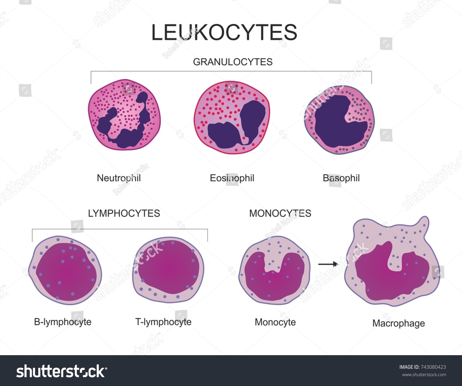 Leukocytes White Blood Cell Type Chart Stock Illustration 743080423 ...