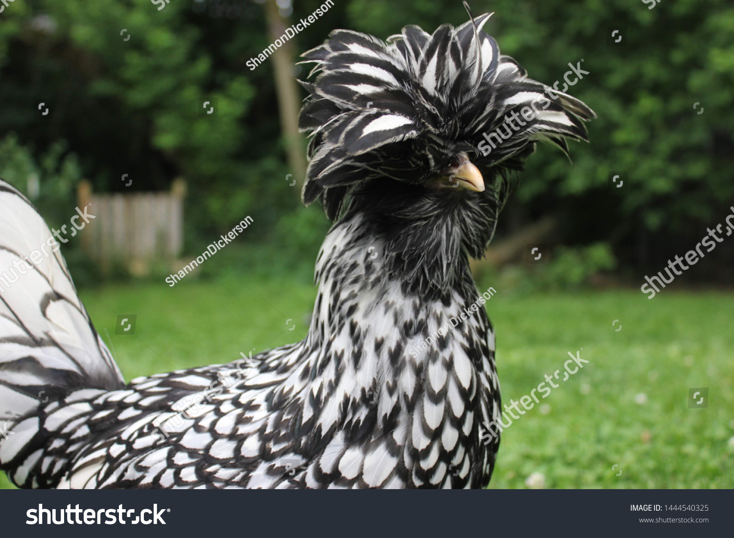 59 Silver Laced Polish Chicken Images, Stock Photos & Vectors ...