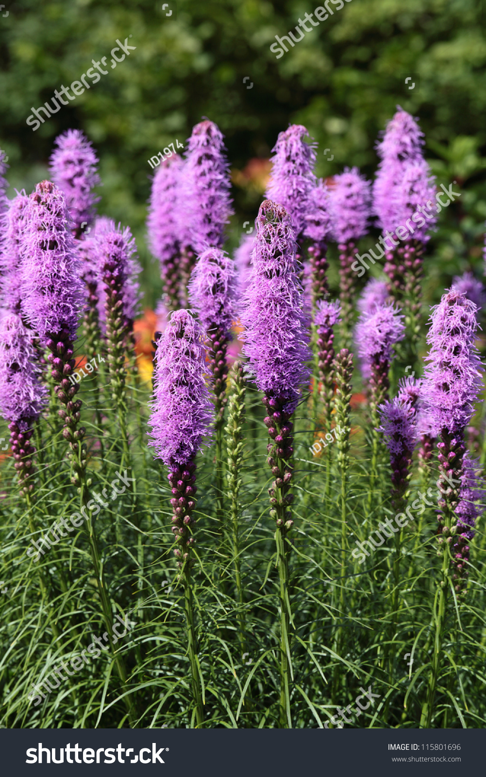 Liatris Blazingstar Gayfeather Button Snakeroot Genus Stock Photo ...