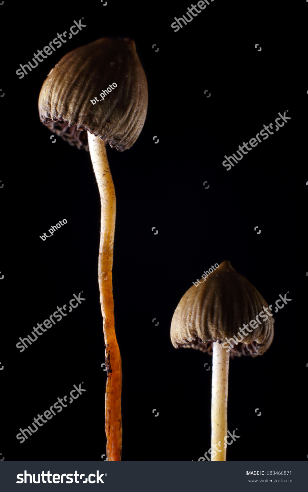 Liberty Cap Magic Mushrooms Psilocybe Semilanceata Stock Photo ...