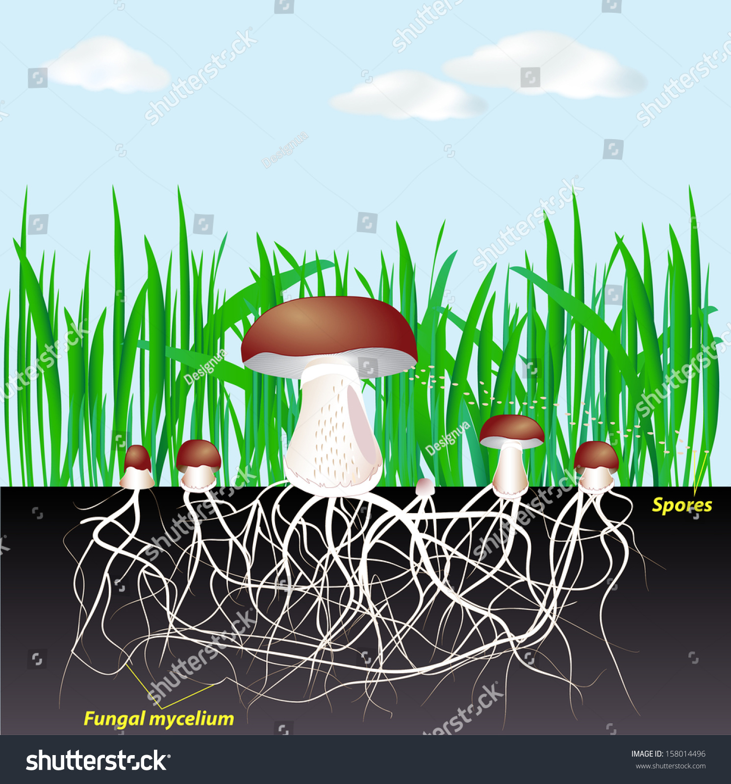 Fungi Life Cycle Diagram