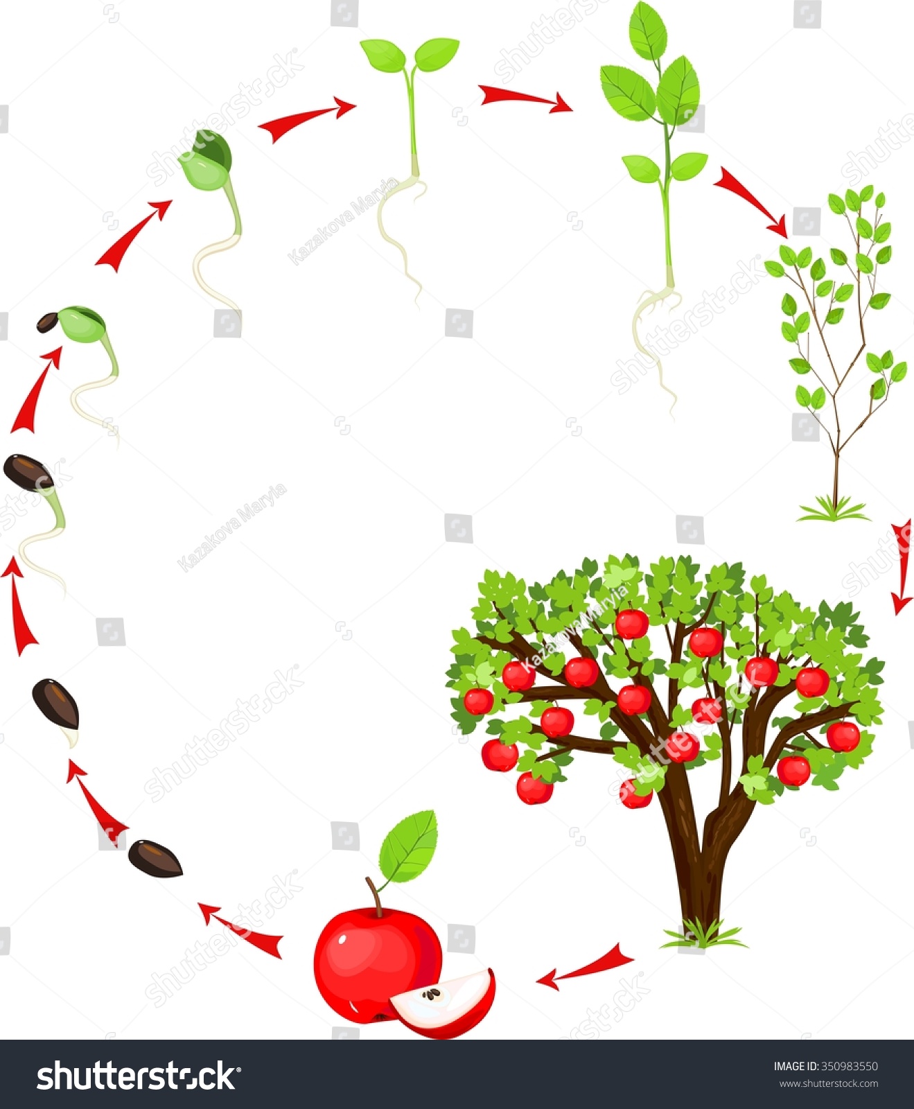 Life Cycle Apple Tree Stock Illustration 350983550 - Shutterstock