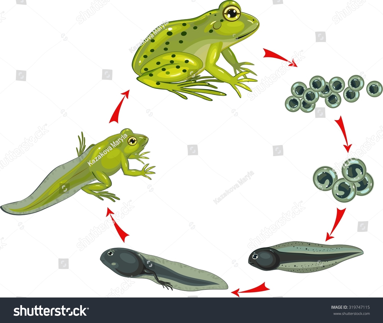 Life Cycle Frog Stock Illustration 319747115