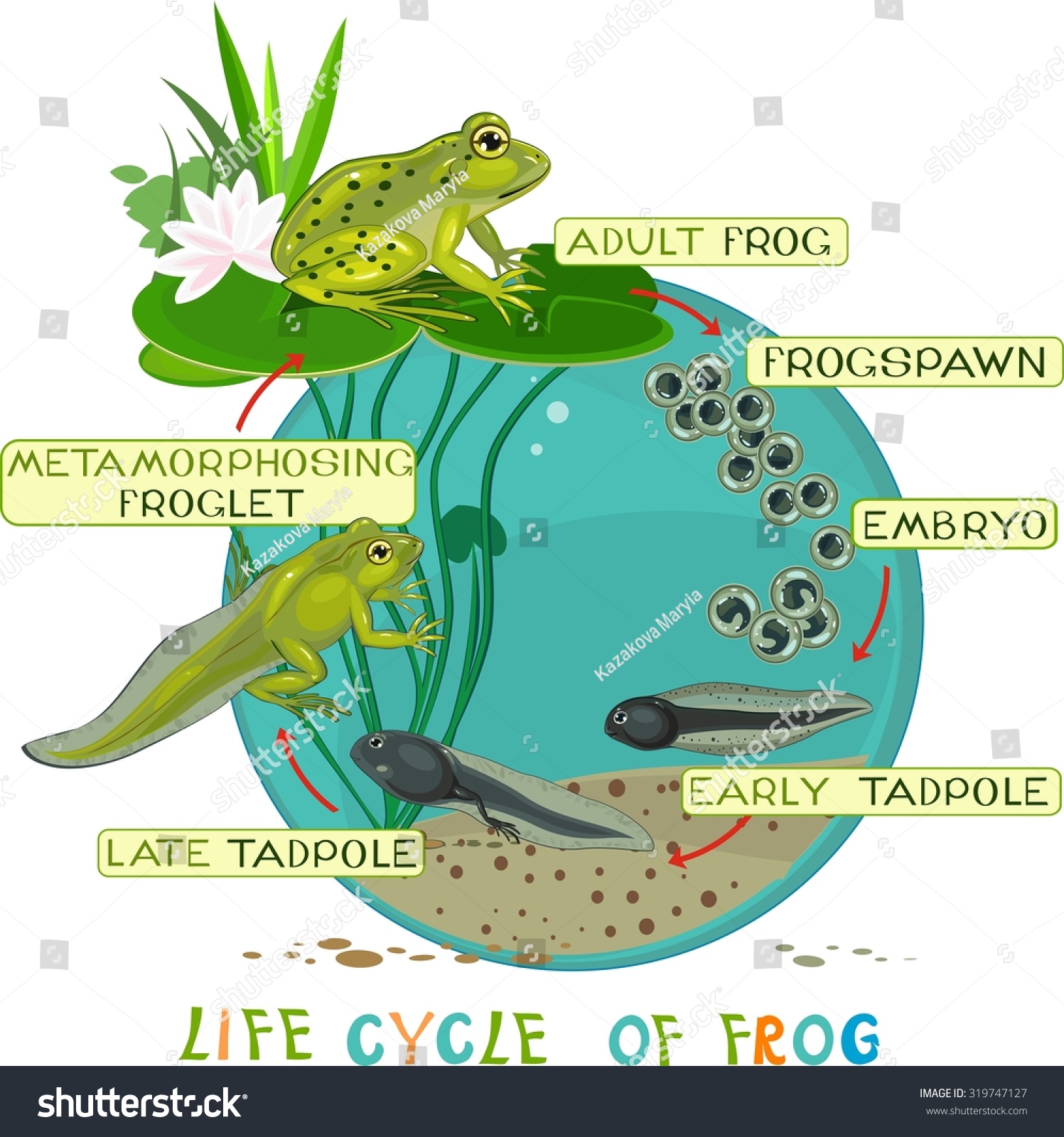 Life Cycle Of Frog Stock Photo 319747127 : Shutterstock