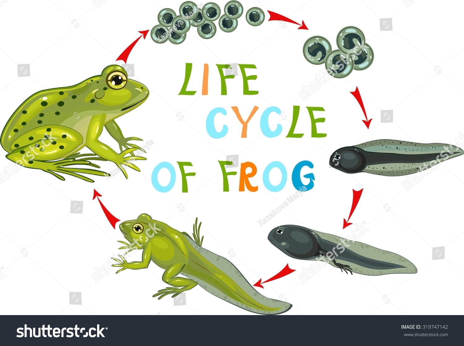 Life Cycle Of A Glass Frog