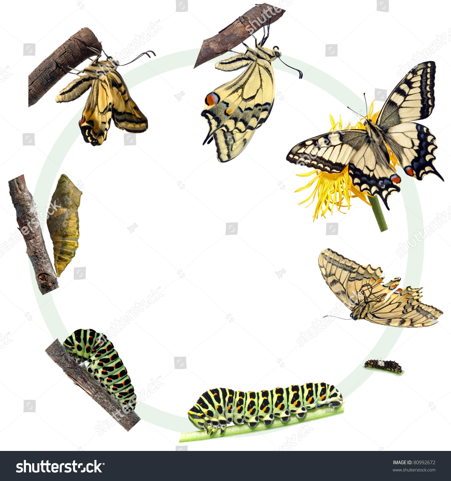 Life Cycle Of Black Swallowtail Butterfly 9393