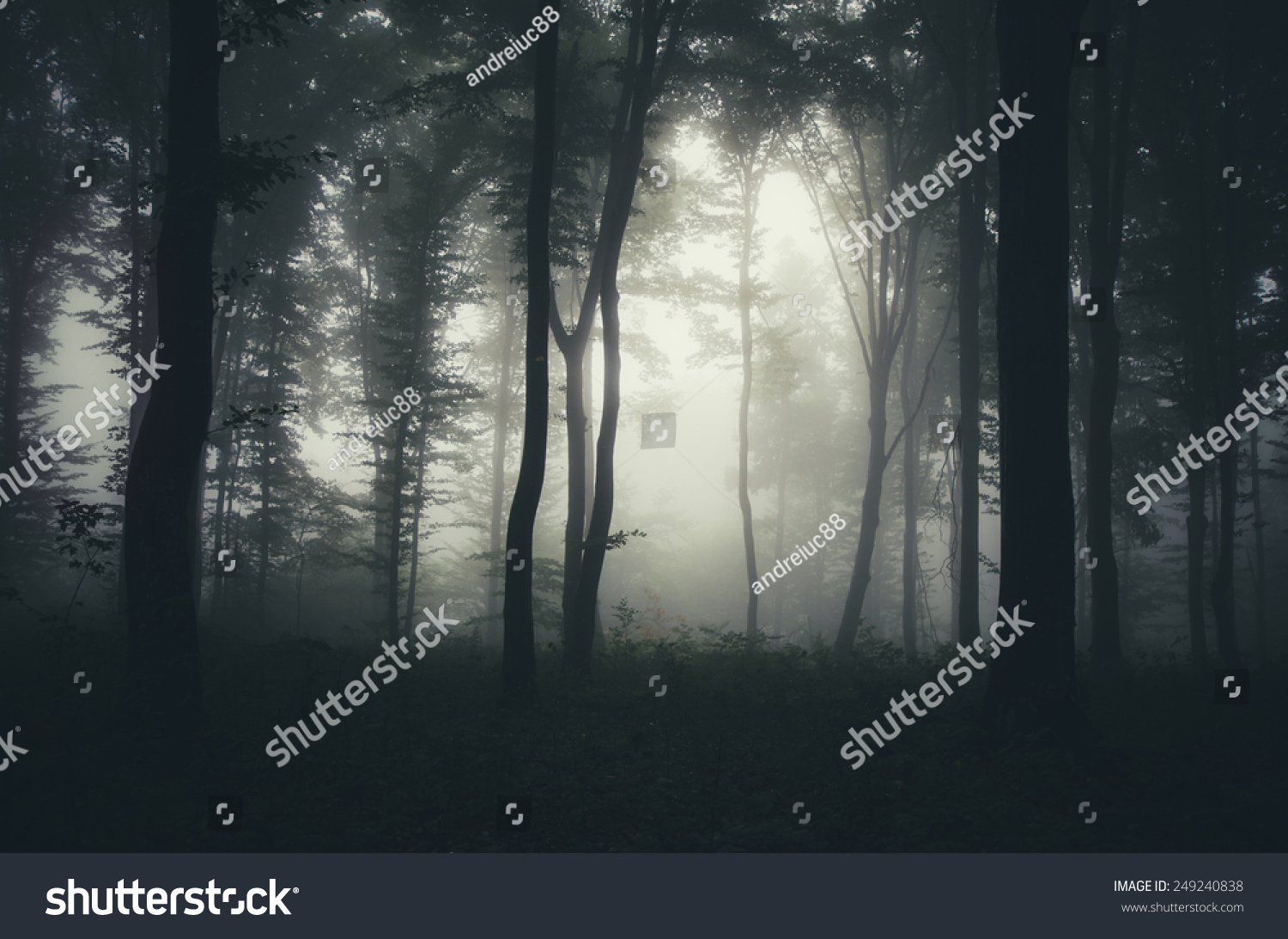 Light Beam In Misty Dark Forest Stock Photo 249240838 : Shutterstock