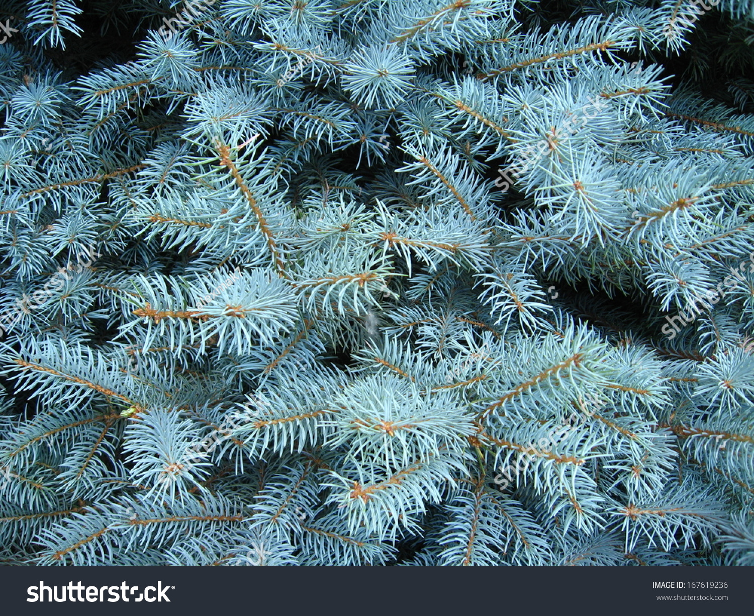 Light Blue Branches Slender Young Furtree Stock Photo 167619236 ...