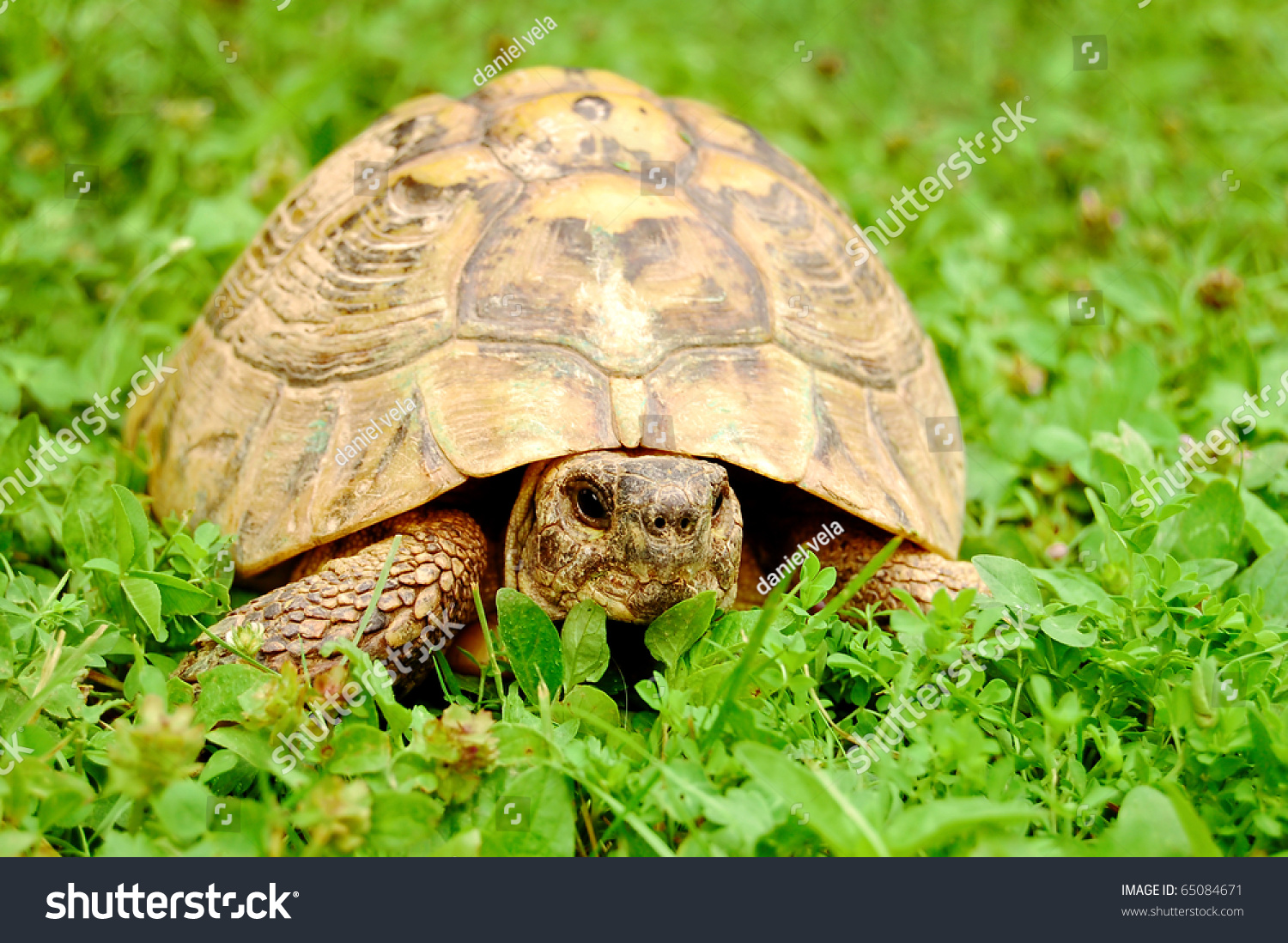 Light Brown Turtle Walking On Green Grass Stock Photo 65084671 ...