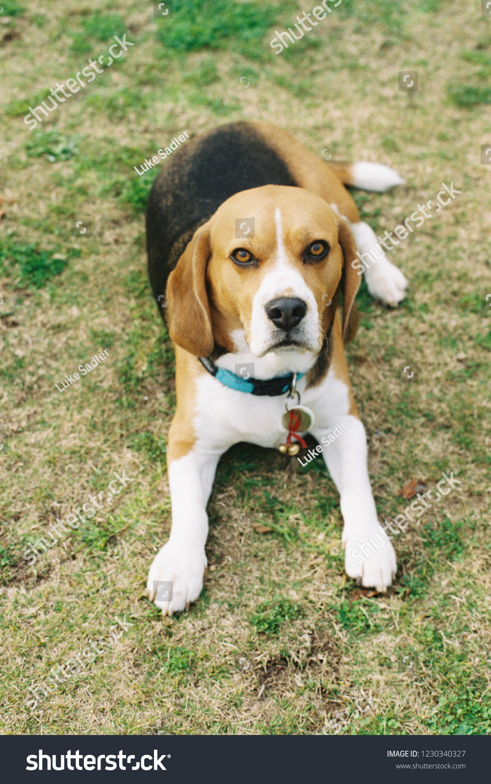 Light Brown White Black Beagle Dog Stock Photo Edit Now 1230340327